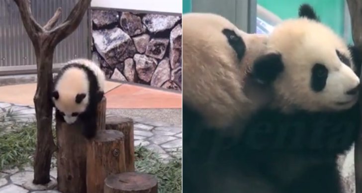 Panda, Japan, gulligt